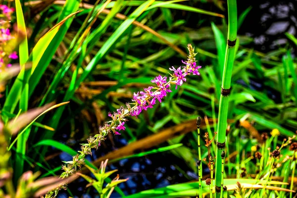 Roze Bladeren Een Plant — Stockfoto