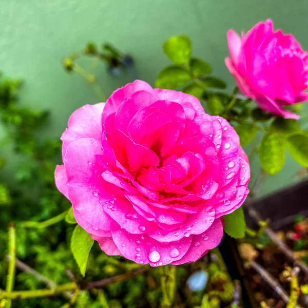 Pembe bir çiçekte yağmur damlaları