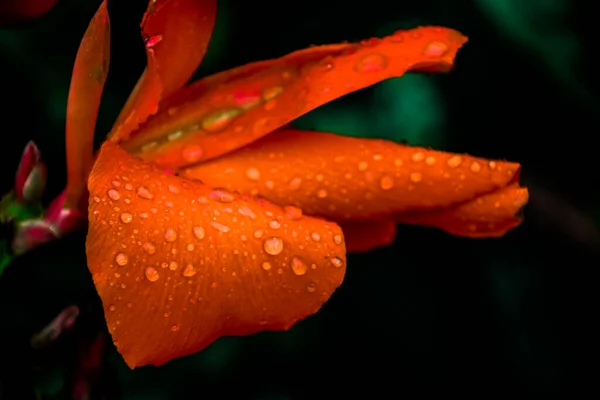 Gros Plan Une Fleur Orange — Photo