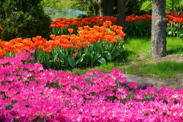 Tulpen im Park — Stockfoto