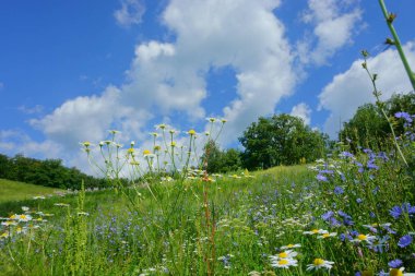 yaz, manzara, Doğa, göl, orman ve alan
