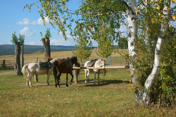 horses graze in nature, field, saddle