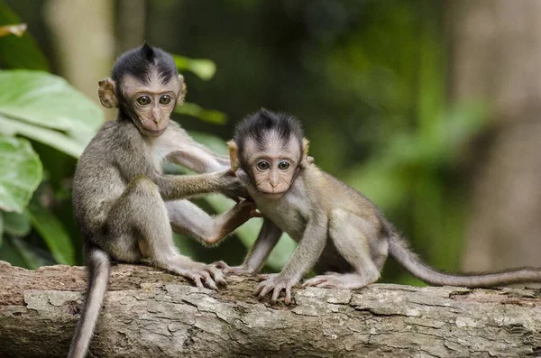 Small cute baby monkey in the forest