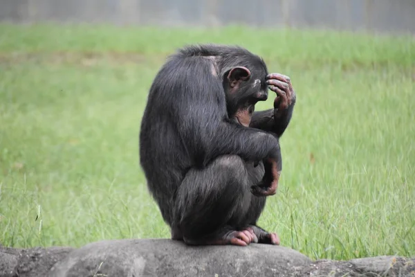 Gran Mono Gigante Goriila Con Bebé Mono Zoológico — Foto de Stock