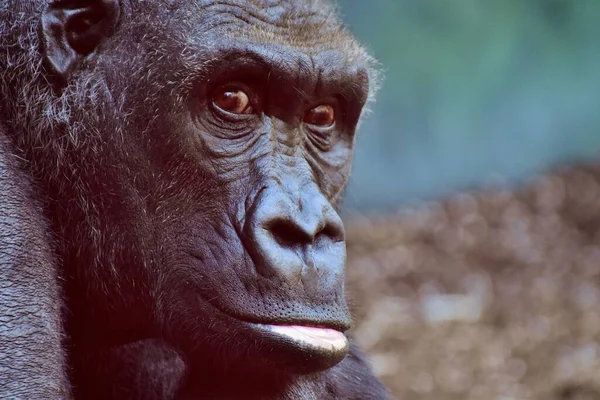 動物園の大きな巨大なゴリラ猿 — ストック写真