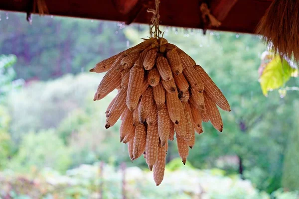 Bir demet sarı kurutulmuş mısırı çubuğa asmışlar.