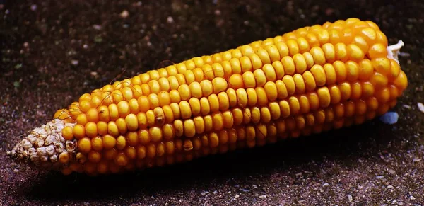 Una Saludable Pieza Grano Maíz Seco Amarillo —  Fotos de Stock