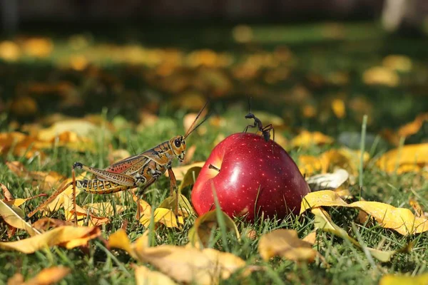 메뚜기와 사과를 싸우는 — 스톡 사진