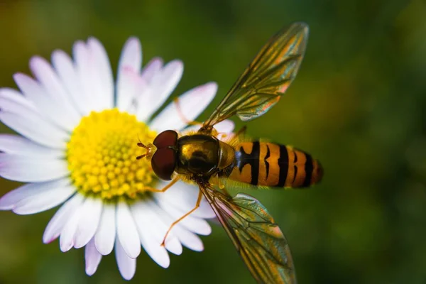 Honungsbi Samlar Nektar Från Vacker Blomma — Stockfoto