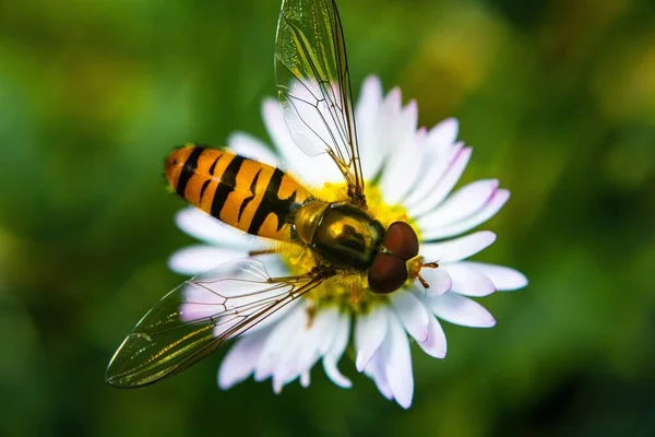 Mel Abelha Coletando Néctar Bela Flor — Fotografia de Stock