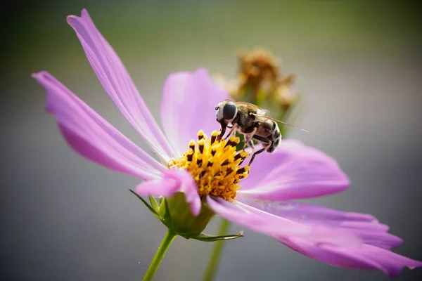 Honey Bee Collecting Nectar Beautiful Flower — Stock Photo, Image