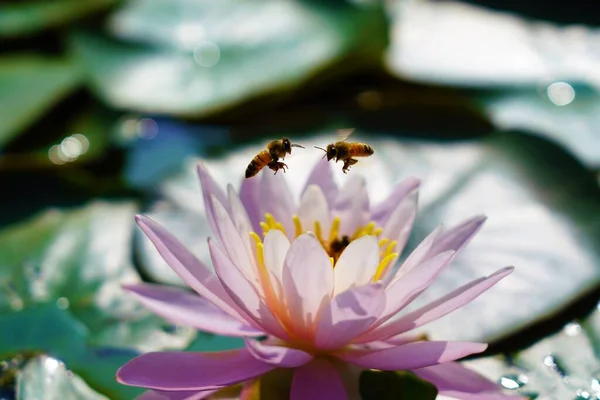 Mel Abelha Coletando Néctar Bela Flor — Fotografia de Stock