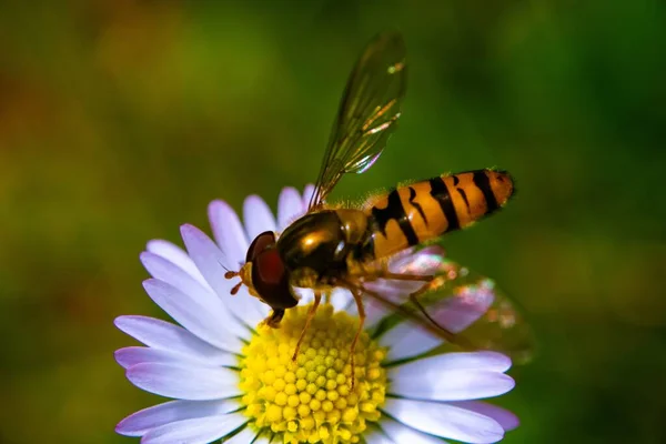 蜜蜂从美丽的花朵中采蜜 — 图库照片