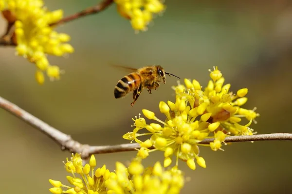 Honungsbi Samlar Nektar Från Vacker Blomma — Stockfoto