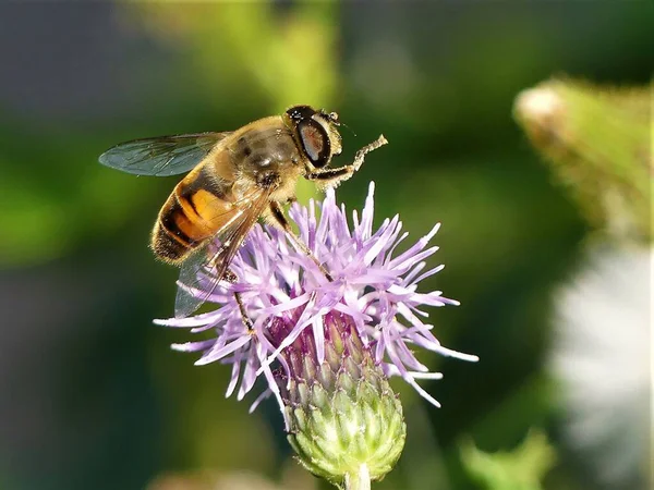 蜜蜂从美丽的花朵中采蜜 — 图库照片