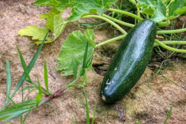 Taze ve yeşil sağlıklı kabak sebzesi.