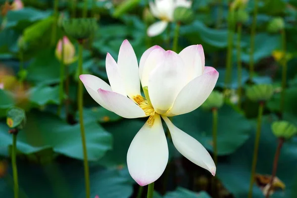 Beautiful Group Flowers — Stock Photo, Image