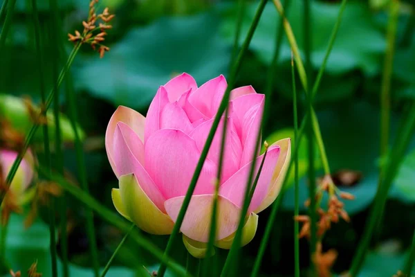 Güzel bir çiçek grubu.