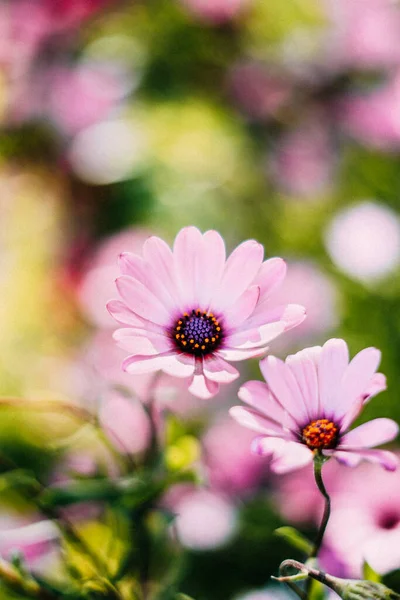 Beautiful Group Flowers — Stock Photo, Image