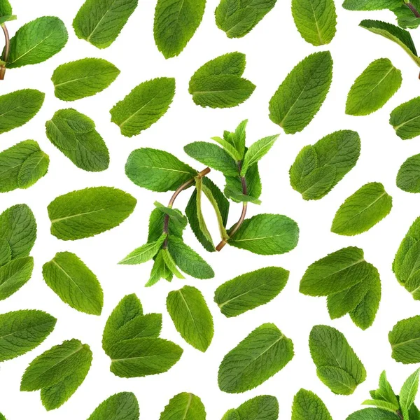 Yeşil ve taze nane yaprakları