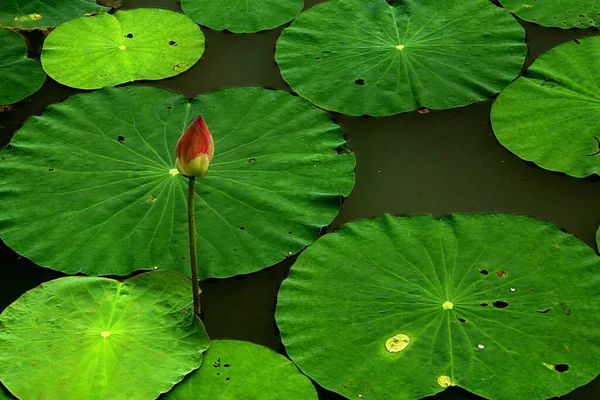 Bela Flor Lótus Com Pétalas Verdes Água — Fotografia de Stock