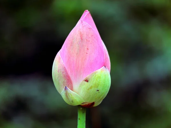 Beautiful Lotus Flower Green Petals Water — Stock Photo, Image