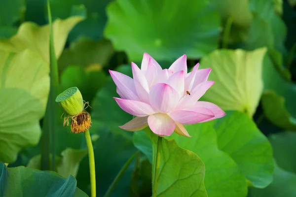 Beautiful Lotus Flower Green Petals Water — Stock Photo, Image