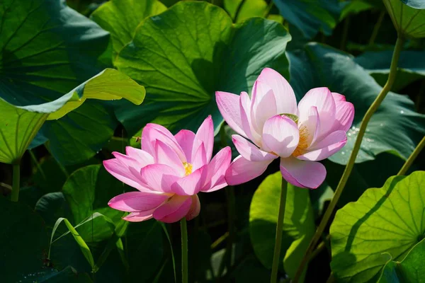 Suda yeşil yaprakları olan güzel nilüfer çiçeği.