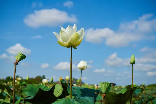 Beautiful Lotus Flower Green Petals Water — Stock Photo, Image