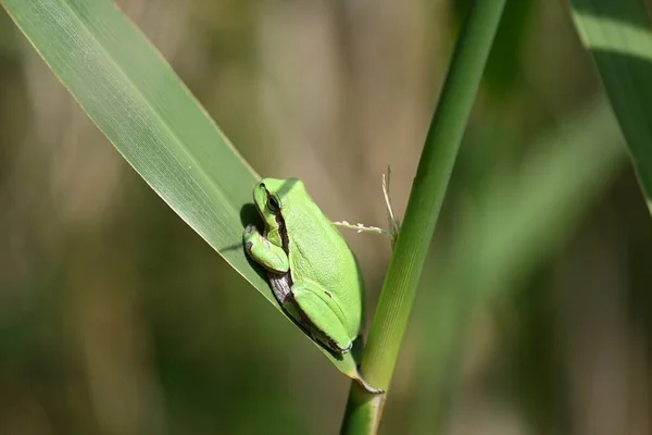 개구리는 식물의 — 스톡 사진
