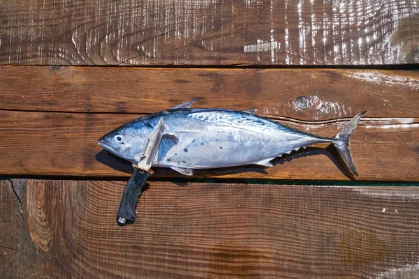 Peixe Marinho Saudável Para Dieta — Fotografia de Stock