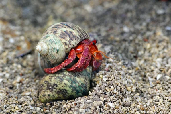 Deniz yengeci, kumların yanında.