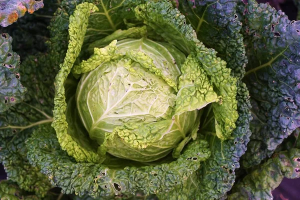 Yeşil ve taze karnabahar sebzesi