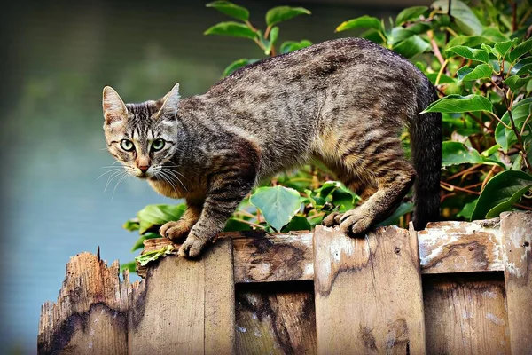 Best Shot Cat Face While Looking — Stock Photo, Image