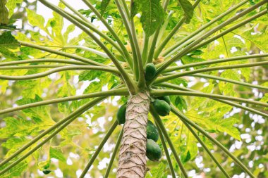 Bahçedeki papaya ağacında papaya meyveleri