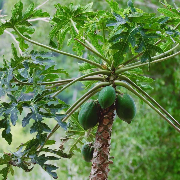 papaya fruits on papaya tree in the garden