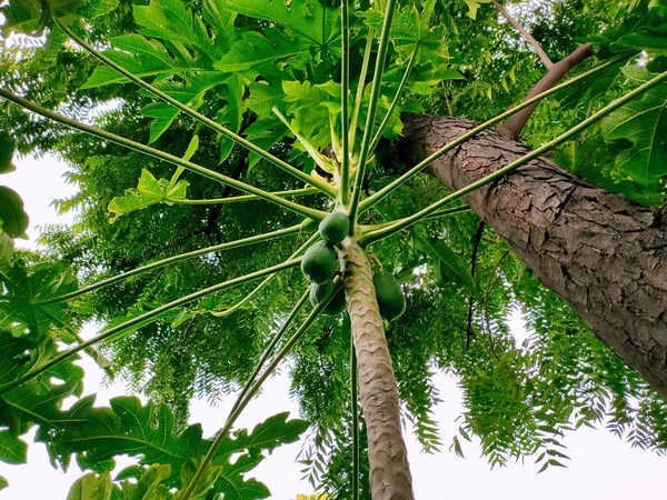 Papaya Frukter Papaya Träd Trädgården — Stockfoto