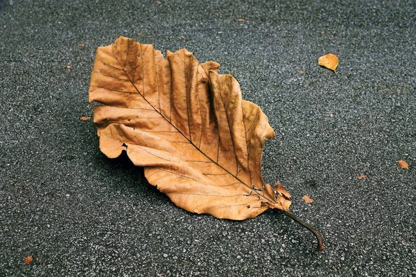 Tahta üzerinde kuru bir izin var.