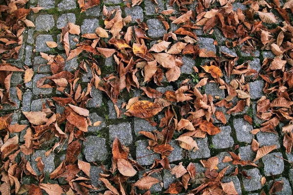 Yolda birkaç kuru yaprak var.