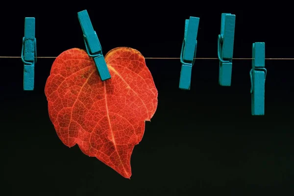 Klipslerin yardımıyla demir telin üzerinde asılı kuru bir yaprak.