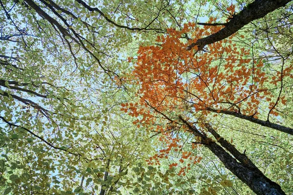 Zöld Levelek Jamgyökér Növény Kék Háttér — Stock Fotó