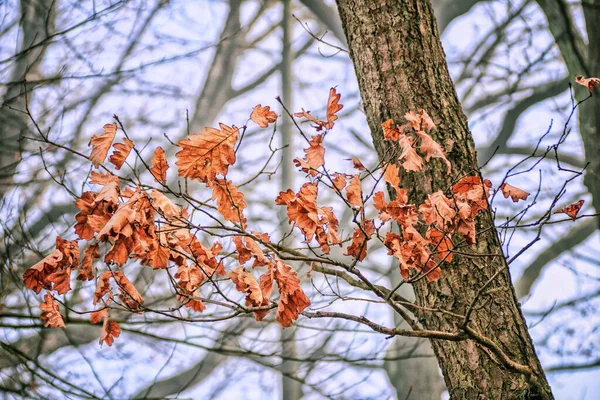 Foglie Secche Albero Stagione Autunno — Foto Stock