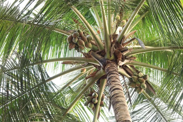 Ağaçtaki sulu ve taze hindistan cevizi meyveleri