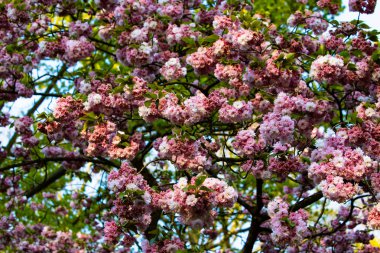 Hollanda'da güneşli havalarda güzel çiçekler ağaç