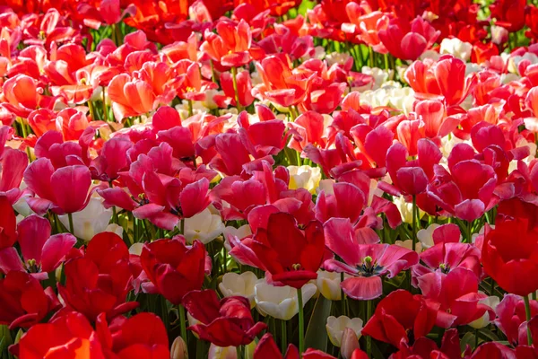 Beautiful red and pink tulips in sunny weather in Holland