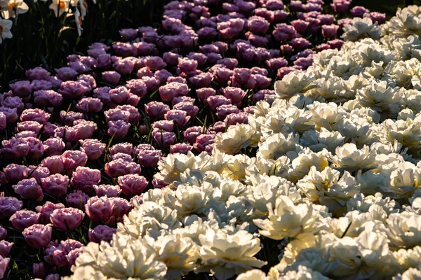 Schöne rosa und weiße Tulpen bei sonnigem Wetter in Holland — Stockfoto