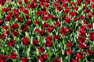 Hollanda'da güneşli havalarda güzel kırmızı laleler
