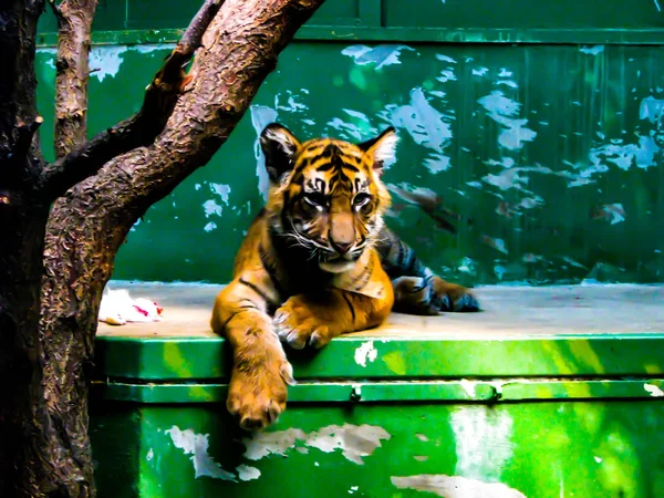 Schöner Tiger schaut sich interessiert mit grünem Hintergrund um — Stockfoto