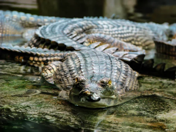 Hermoso cocodrilo con ojos amarillos y dientes afilados —  Fotos de Stock