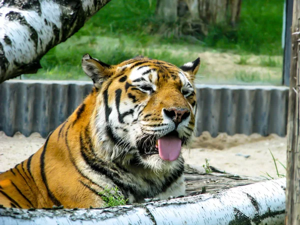 Belo tigre com língua - detalhe na cabeça do tigre entre as árvores — Fotografia de Stock